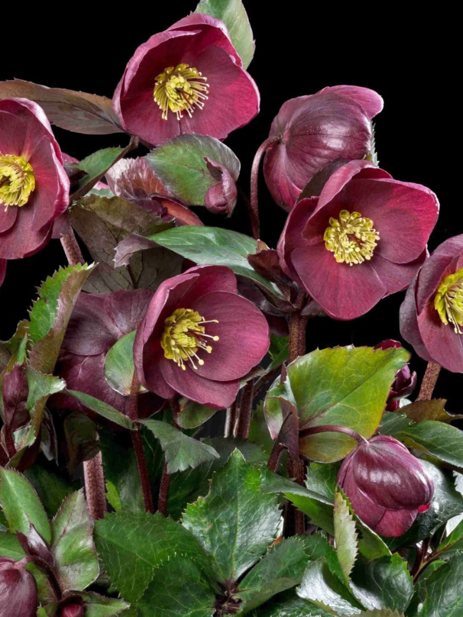 Hellebore Ice N' Roses Red 1G